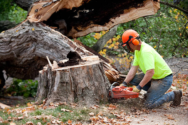 Best Hazardous Tree Removal  in West Unity, OH